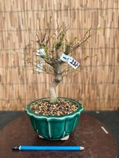 Bonsai di Acero Yamamomiji h