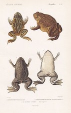 Bufo Fuscus Rana Rane Rospi
