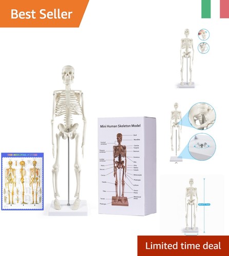 Dettaglio anatomico scheletro - dettaglio, anatomico: