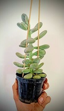 Pachyphytum oviferum pianta - oviferum,