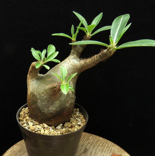 Pachypodium