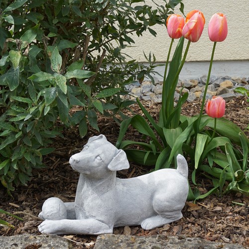 Jack russell terrier cane - russell,