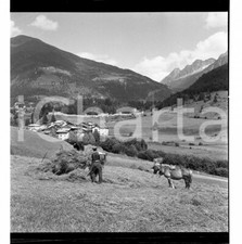 1954 PONTE DI LEGNO (BS) La fienagione NEGATIVO ORIGINALE ARTISTICO