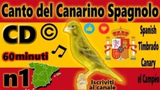 IL CANTO DEL CANARINO SPAGNOLO
