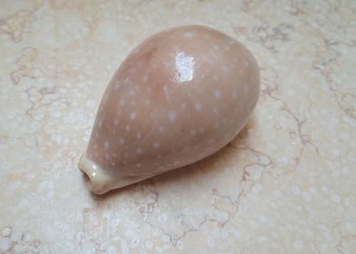 Cypraea camelopardalis rare - cypraea,