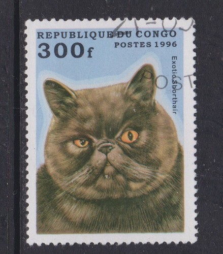 Congo 1996 exotic shorthair - exotic,