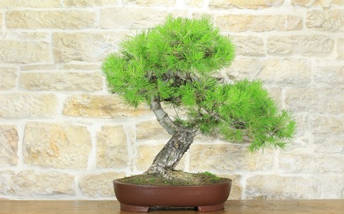 Bonsai pino aleppo - d'aleppo, (7)