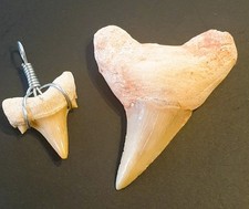 FOSSILE-n. 2 DENTI di SQUALO