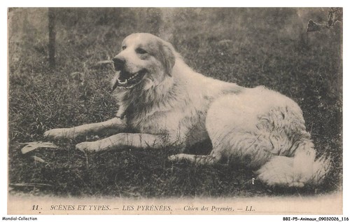 Bbip5 0454 animaux scene - bbip5-0454-animaux, e
