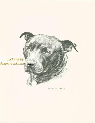 122 amstaff pit bull terrier - bull,