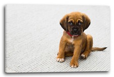 Tela/Cornice Piccoli cuccioli cane pastore cani Dogs Cute Dog Baby Dogs