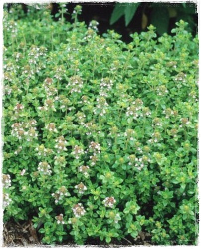 Pianta timo limone thymus - timo, 'thymus