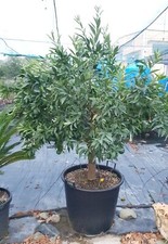 Mandarino Citrus reticulata