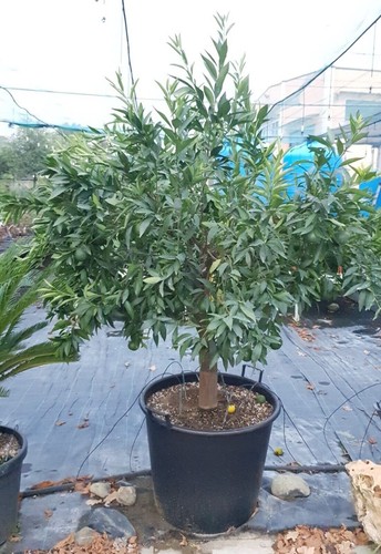 Mandarino citrus reticulata - mandarino,