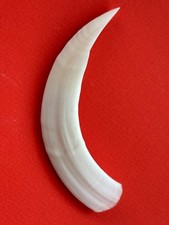 ZANNA SINGOLA DI CINGHIALE