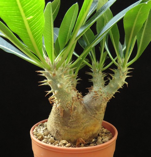 Pachypodium