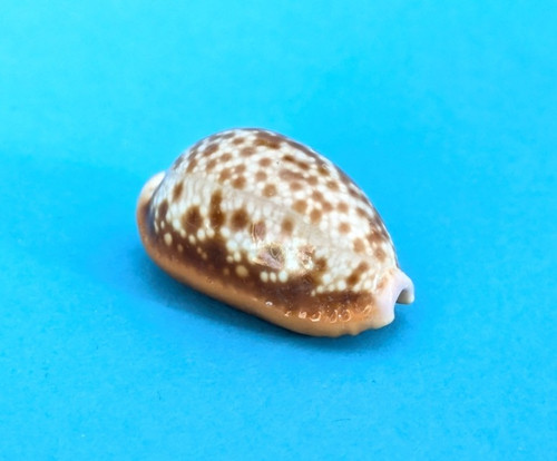 Cypraea helvola meridionalis
