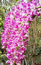 Rhynchostylis Chorchalood