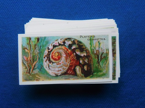 Fondali marini collezione - fondali,