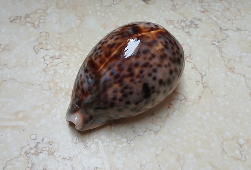 Cypraea pantherina red - red, sea
