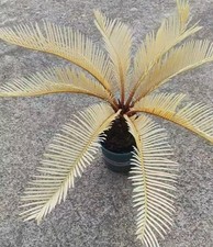 Thunb da giardino Cycas