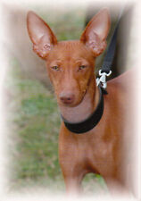 Cirneco dell'etna * Levriero ** * Cartolina Levrier # 20 A