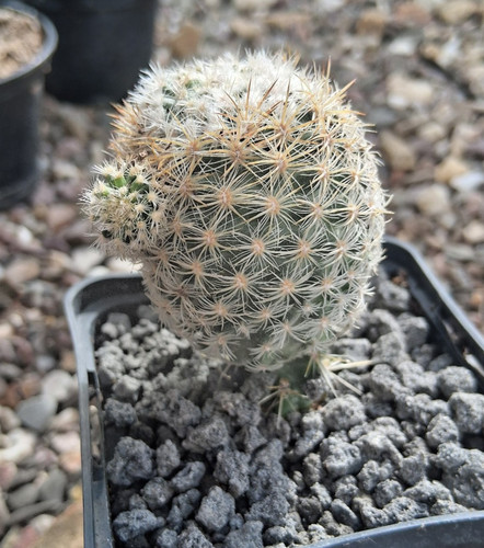 Pediocactus simponii uintah - pediocactus,