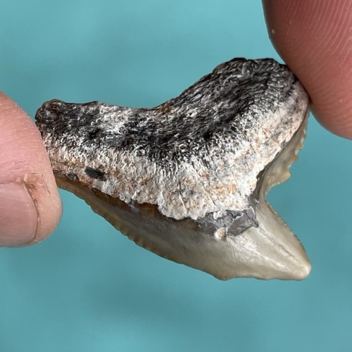 Dente squalo tigre fossile - squalo,