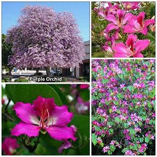 Semi bauhinia purpurea - ,