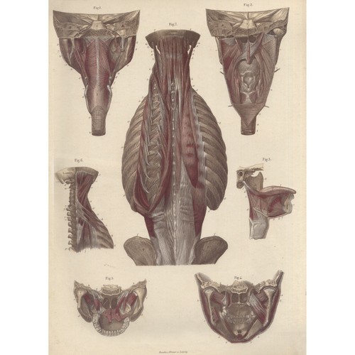 Tavola anatomica anatomia - tavola,