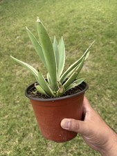 Variegated caribbean agave - caribbean,