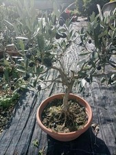 Pianta ulivo bonsai in - di,