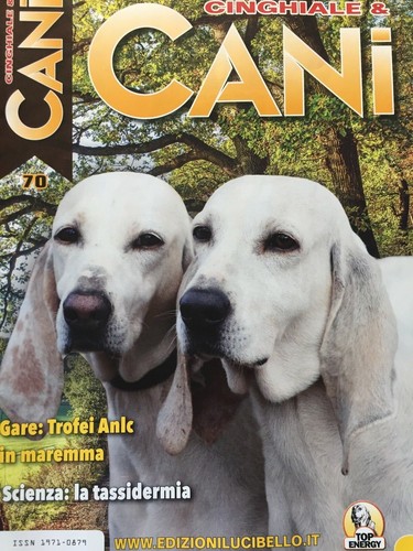 Cinghiale cani 2021 - cinghiale, &