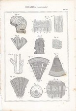 Botanica ORGANOGRAFIA