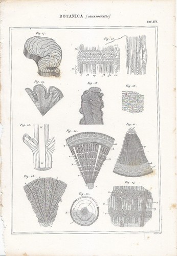 Botanica organografia - botanica,
