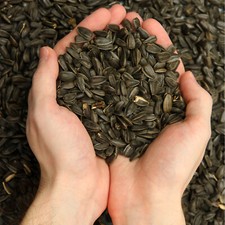 25 kg di semi di girasole neri per uccelli selvatici semi di volatili invernali