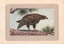 Stampa antica UCCELLI RAPACI