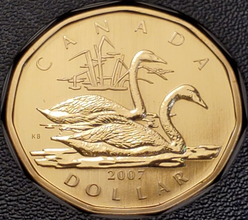 2007 trumpeter swan canada - trumpeter,