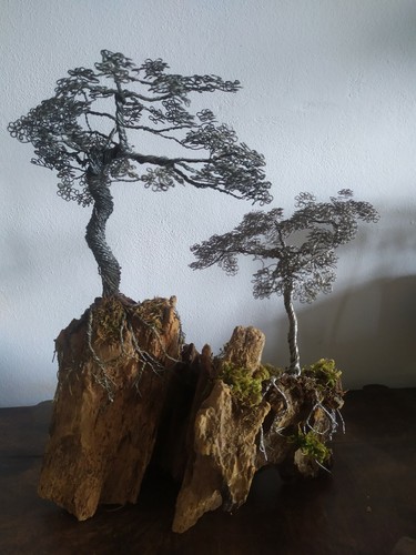 Albero della vita bonsai - albero,