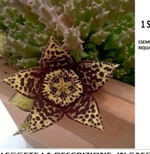 DUE singoli steli Pianta Grassa Succulenta Stapelia Variegata, NO vaso, Cactus