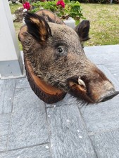 TROFEO CACCIA TESTA DI CINGHIALE