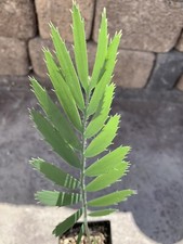 Encephalartos Dyerianus