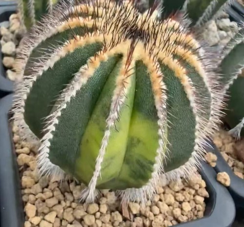 Uebelmannia pectinifera