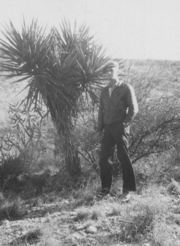 Piante cactus yucca - piante,