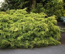 Ginepro tappezzante "Juniperus