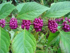 American Beautyberry