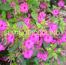 20 Semi Belle Di Notte