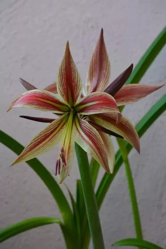 Hippeastrum papilio hyb n12 - papilio, x