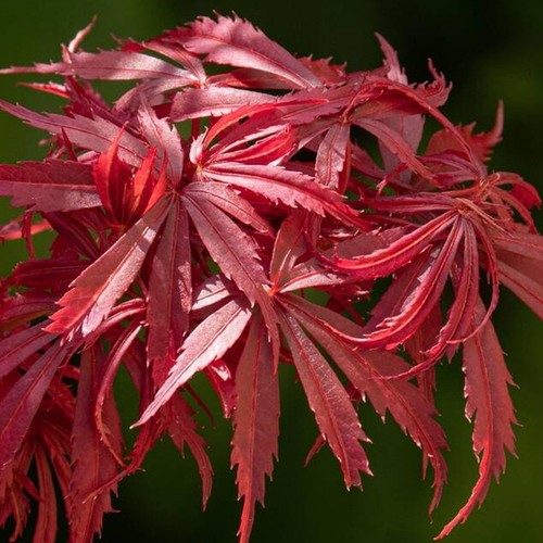 Acero rosso giapponese - , "acer