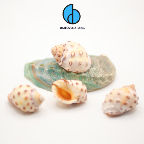 Thais mancinella seashells - thais,